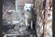 千万粉丝训犬师网红潘宏账号内容被一夜清空，园区所在地官方：正调查-中国石化油卡充值